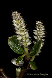 Immagine 8 di 9 - Salix helvetica Vill.