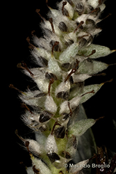 Immagine 9 di 9 - Salix helvetica Vill.
