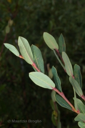 Immagine 1 di 7 - Salix caesia Vill.