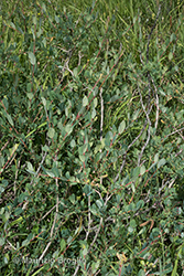 Immagine 2 di 7 - Salix caesia Vill.