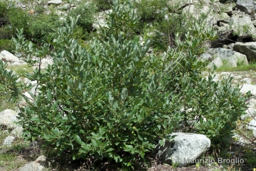 Immagine 1 di 2 - Salix appendiculata Vill.
