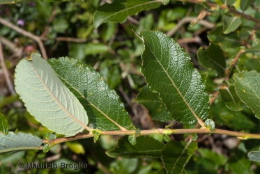 Immagine 2 di 2 - Salix appendiculata Vill.
