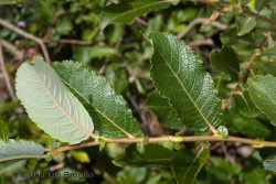 Salix appendiculata Vill.