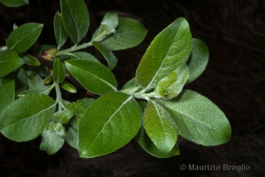 Immagine 1 di 4 - Salix caprea L.