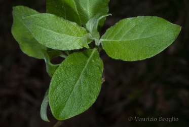 Immagine 2 di 4 - Salix caprea L.