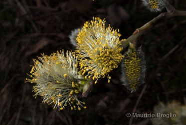 Immagine 3 di 4 - Salix caprea L.