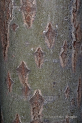 Immagine 4 di 4 - Salix caprea L.