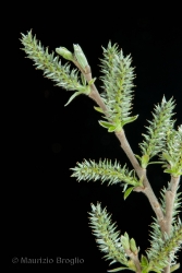 Immagine 2 di 11 - Salix cinerea L.