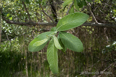 Immagine 4 di 11 - Salix cinerea L.