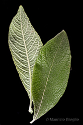 Immagine 6 di 11 - Salix cinerea L.
