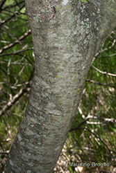 Immagine 7 di 11 - Salix cinerea L.