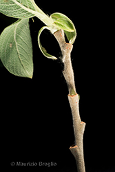 Immagine 8 di 11 - Salix cinerea L.