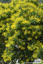 Immagine 8 di 12 - Koelreuteria paniculata Laxm.