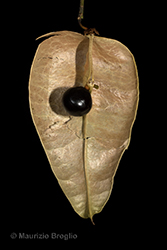 Immagine 12 di 12 - Koelreuteria paniculata Laxm.
