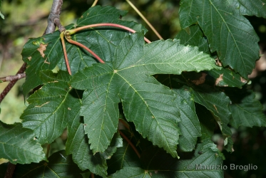 Immagine 2 di 11 - Acer pseudoplatanus L.