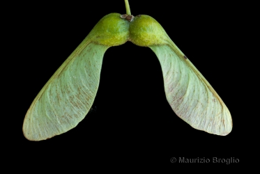 Immagine 4 di 11 - Acer pseudoplatanus L.
