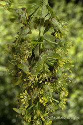 Immagine 6 di 11 - Acer pseudoplatanus L.