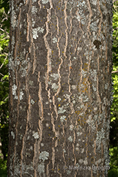 Immagine 8 di 11 - Acer pseudoplatanus L.