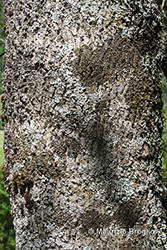 Immagine 9 di 11 - Acer pseudoplatanus L.