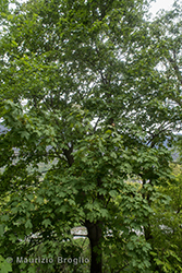 Immagine 1 di 7 - Acer platanoides L.