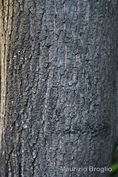 Immagine 7 di 7 - Acer platanoides L.