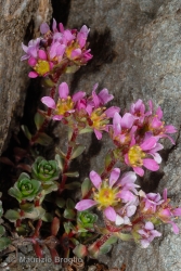 Immagine 2 di 3 - Saxifraga biflora All.