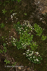 Immagine 5 di 6 - Saxifraga cuneifolia L.