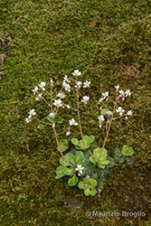 Immagine 6 di 6 - Saxifraga cuneifolia L.