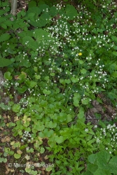 Immagine 1 di 5 - Saxifraga rotundifolia L.