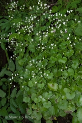 Immagine 2 di 5 - Saxifraga rotundifolia L.