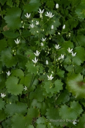 Immagine 3 di 5 - Saxifraga rotundifolia L.