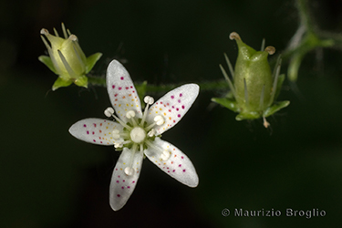 Immagine 5 di 5 - Saxifraga rotundifolia L.