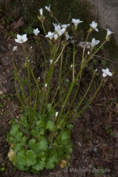 Immagine 2 di 4 - Saxifraga granulata L.