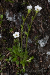 Immagine 1 di 2 - Saxifraga androsacea L.