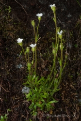 Immagine 2 di 2 - Saxifraga androsacea L.
