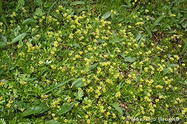 Immagine 4 di 5 - Saxifraga seguieri Biehler