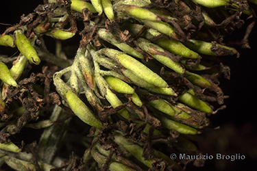 Immagine 7 di 7 - Buddleja davidii Franch.