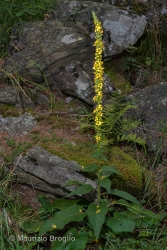 Immagine 1 di 3 - Verbascum nigrum L.