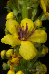 Immagine 3 di 3 - Verbascum nigrum L.