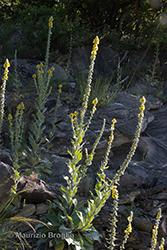 Immagine 6 di 6 - Verbascum boerhavii L.