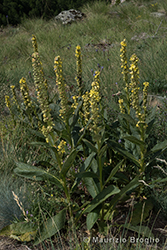 Immagine 1 di 12 - Verbascum thapsus L.