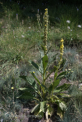 Immagine 2 di 12 - Verbascum thapsus L.