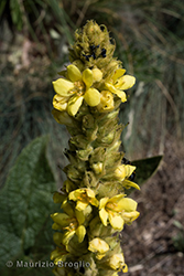 Immagine 3 di 12 - Verbascum thapsus L.