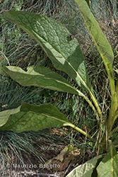 Immagine 5 di 12 - Verbascum thapsus L.
