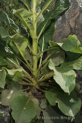 Immagine 6 di 12 - Verbascum thapsus L.