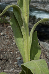 Immagine 8 di 12 - Verbascum thapsus L.