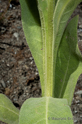 Immagine 9 di 12 - Verbascum thapsus L.