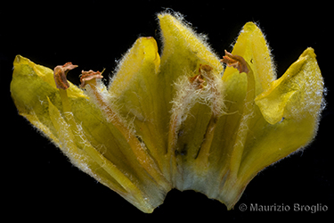 Immagine 11 di 12 - Verbascum thapsus L.