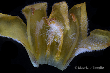 Immagine 12 di 12 - Verbascum thapsus L.