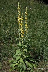 Immagine 1 di 9 - Verbascum phlomoides L.